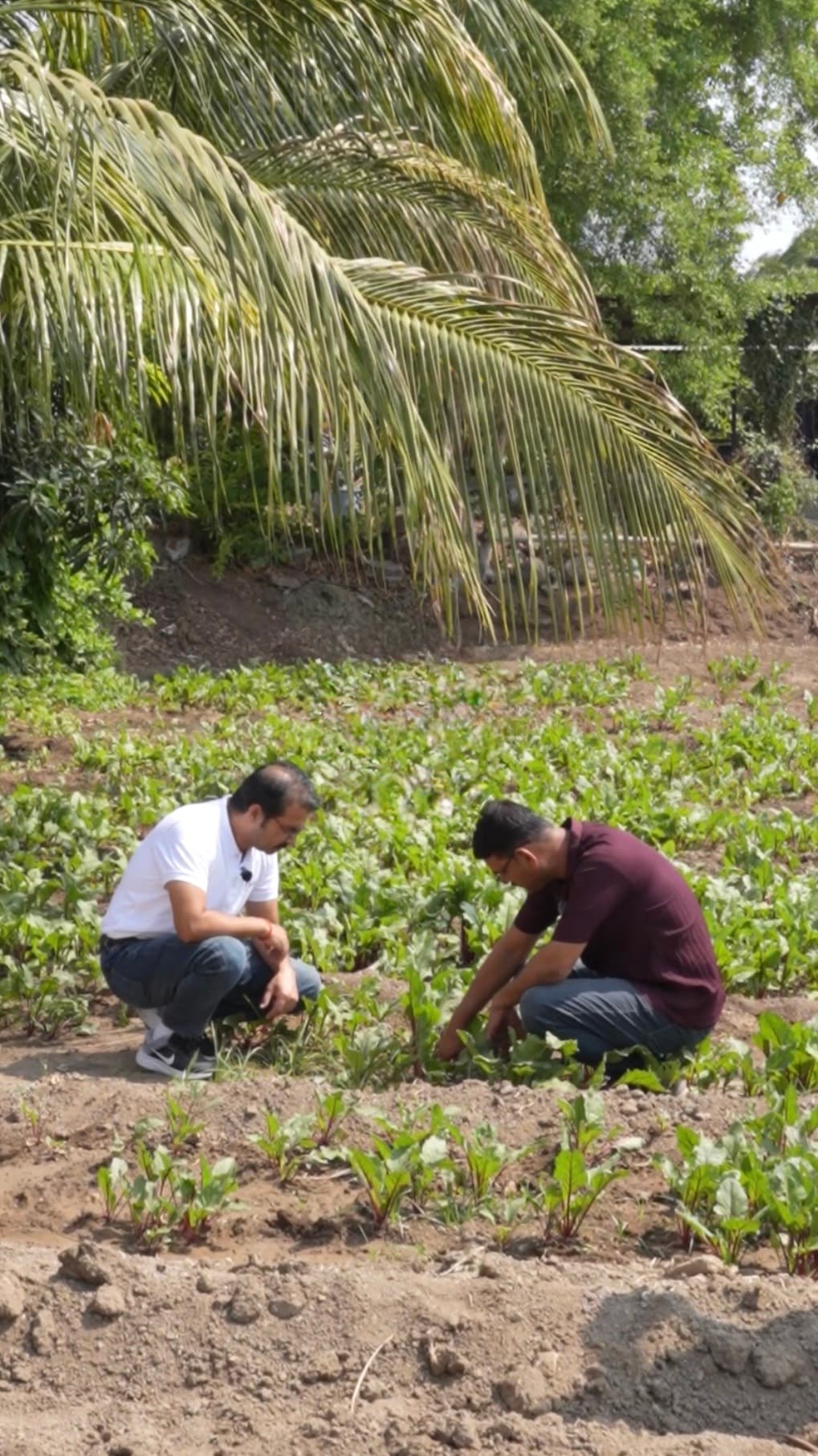 Farmer at work