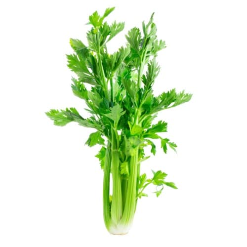 Celery Leaves 